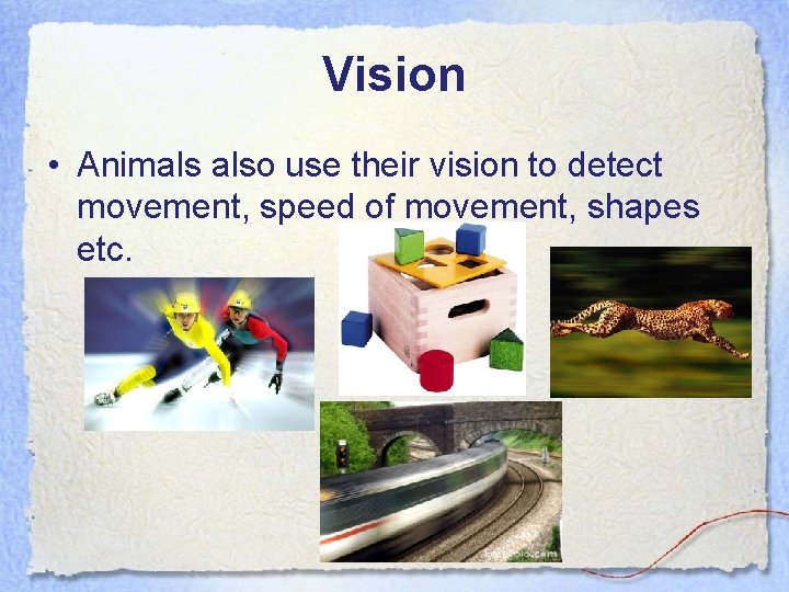 Vision • Animals also use their vision to detect movement, speed of movement, shapes