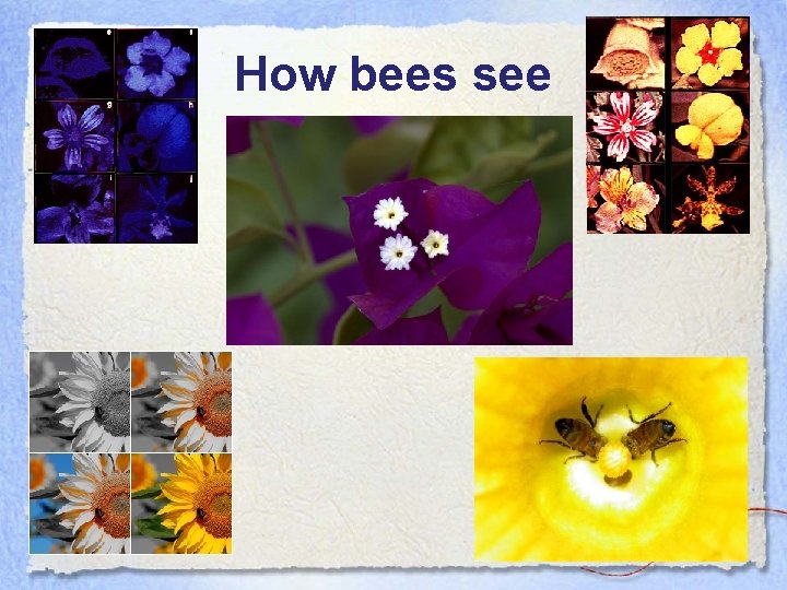 How bees see 