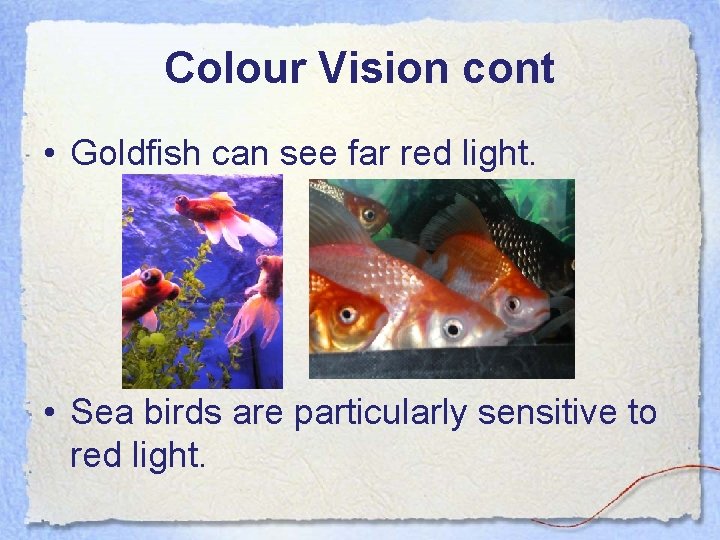 Colour Vision cont • Goldfish can see far red light. • Sea birds are