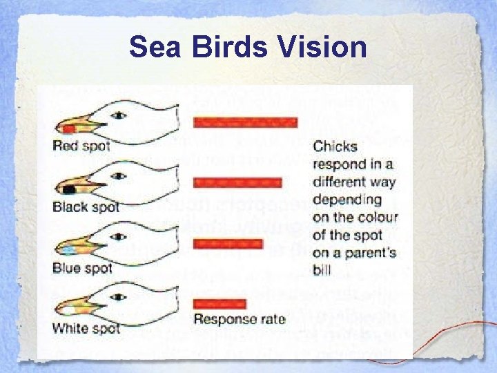 Sea Birds Vision 