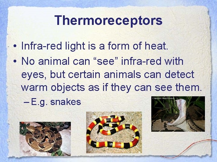 Thermoreceptors • Infra-red light is a form of heat. • No animal can “see”