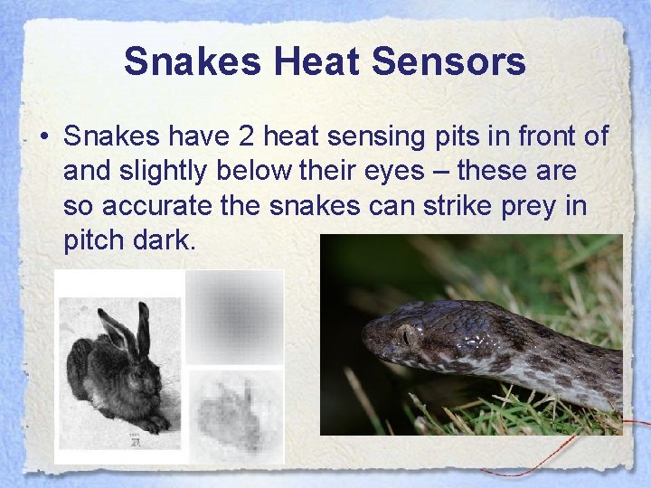 Snakes Heat Sensors • Snakes have 2 heat sensing pits in front of and