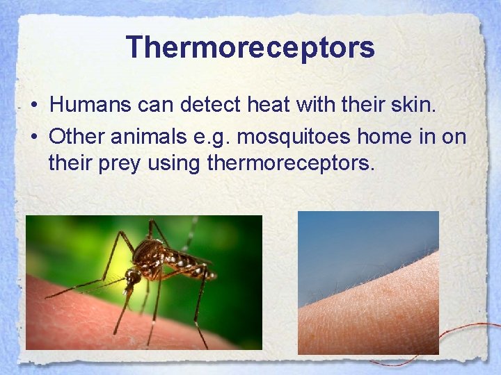 Thermoreceptors • Humans can detect heat with their skin. • Other animals e. g.
