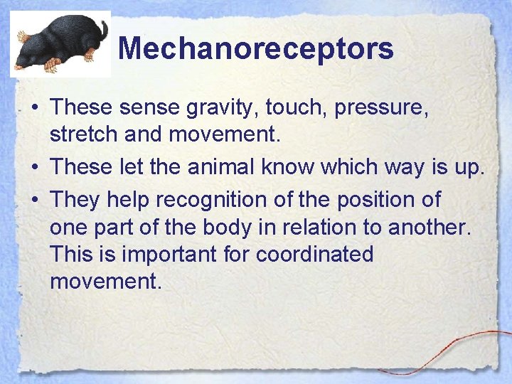 Mechanoreceptors • These sense gravity, touch, pressure, stretch and movement. • These let the
