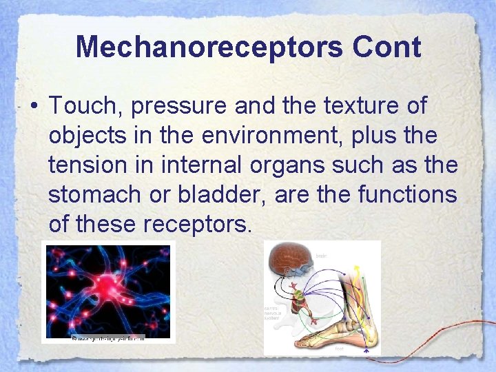 Mechanoreceptors Cont • Touch, pressure and the texture of objects in the environment, plus