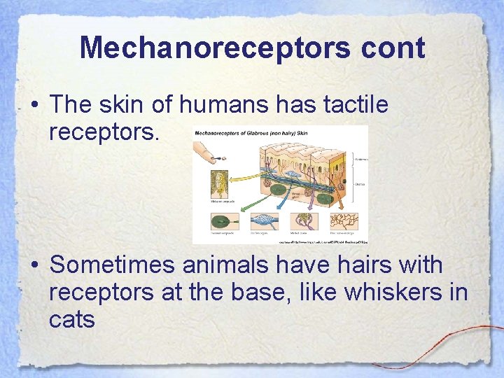 Mechanoreceptors cont • The skin of humans has tactile receptors. • Sometimes animals have