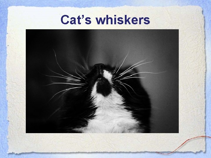 Cat’s whiskers 
