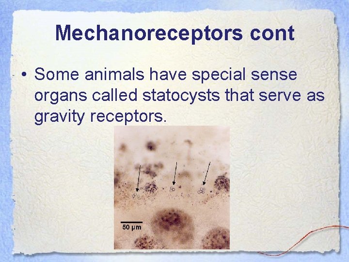 Mechanoreceptors cont • Some animals have special sense organs called statocysts that serve as