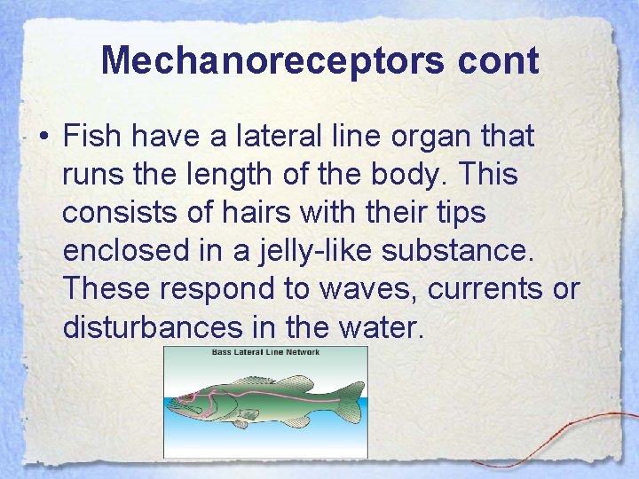 Mechanoreceptors cont • Fish have a lateral line organ that runs the length of