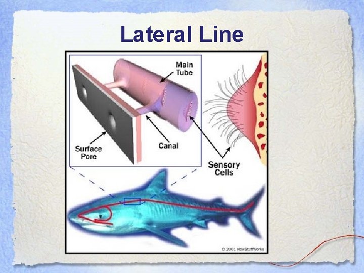 Lateral Line 