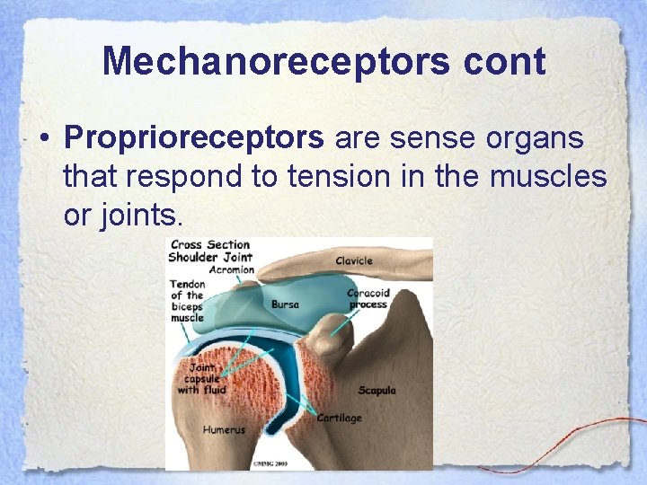 Mechanoreceptors cont • Proprioreceptors are sense organs that respond to tension in the muscles
