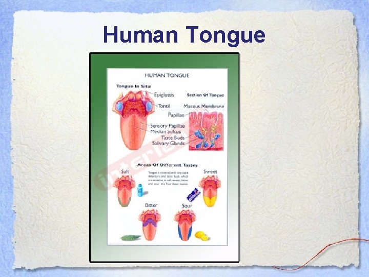 Human Tongue 