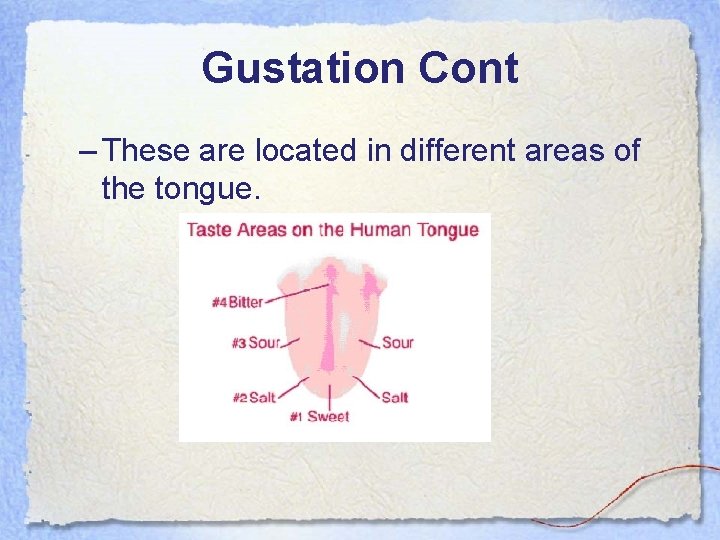 Gustation Cont – These are located in different areas of the tongue. 