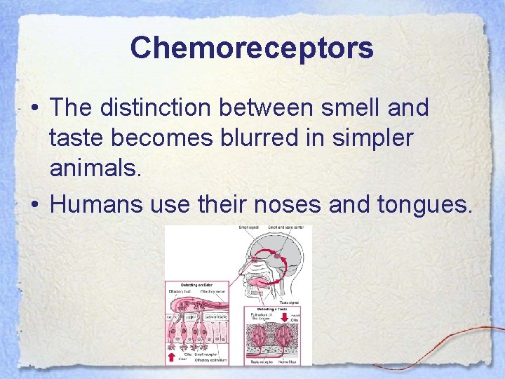 Chemoreceptors • The distinction between smell and taste becomes blurred in simpler animals. •
