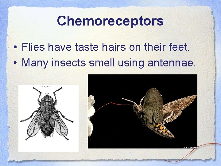 Chemoreceptors • Flies have taste hairs on their feet. • Many insects smell using