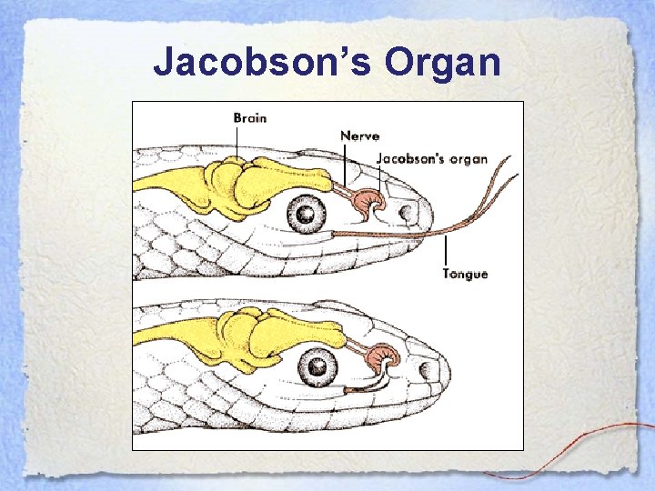 Jacobson’s Organ 