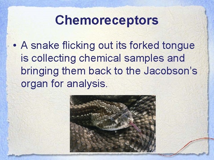 Chemoreceptors • A snake flicking out its forked tongue is collecting chemical samples and