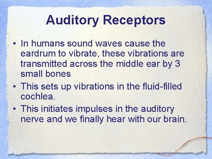 Auditory Receptors • In humans sound waves cause the eardrum to vibrate, these vibrations