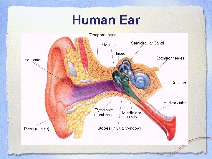 Human Ear 