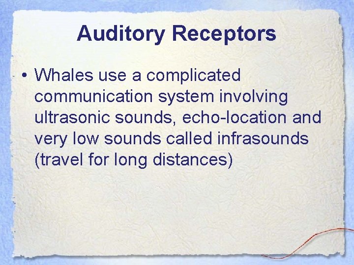 Auditory Receptors • Whales use a complicated communication system involving ultrasonic sounds, echo-location and