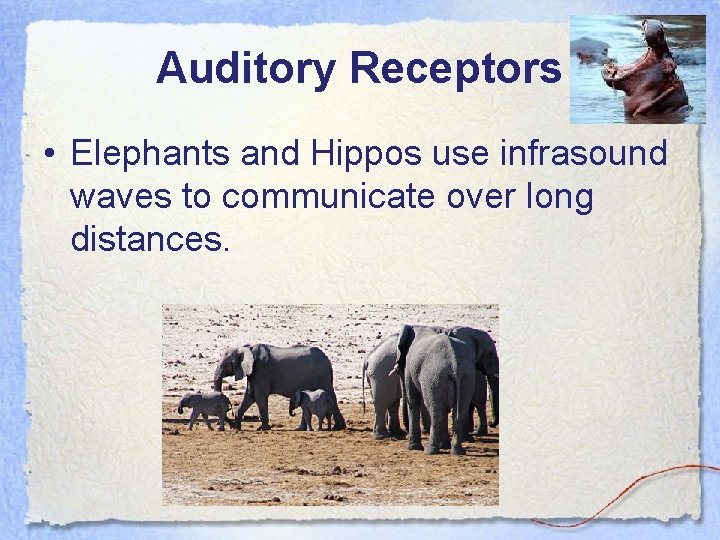 Auditory Receptors • Elephants and Hippos use infrasound waves to communicate over long distances.