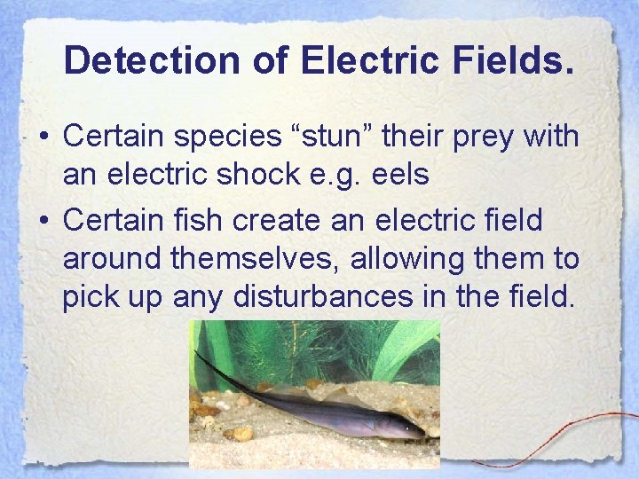 Detection of Electric Fields. • Certain species “stun” their prey with an electric shock