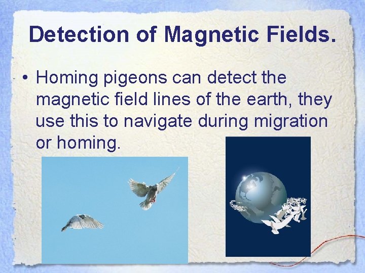 Detection of Magnetic Fields. • Homing pigeons can detect the magnetic field lines of
