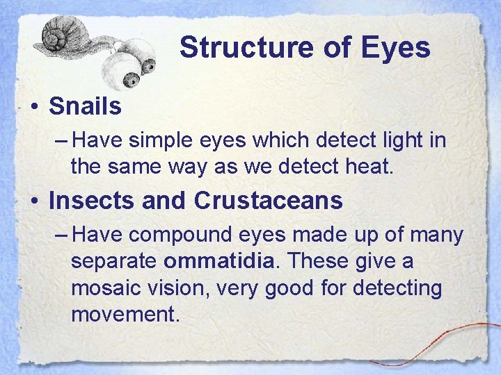 Structure of Eyes • Snails – Have simple eyes which detect light in the