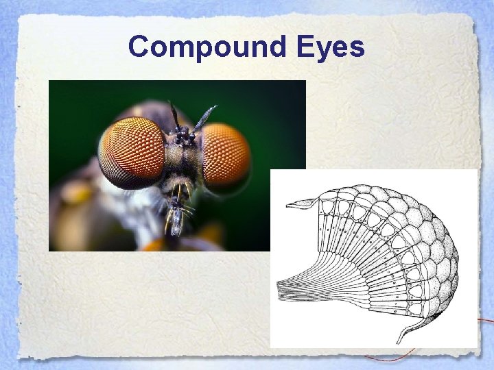 Compound Eyes 