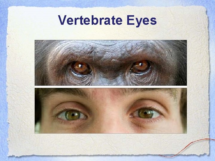 Vertebrate Eyes 