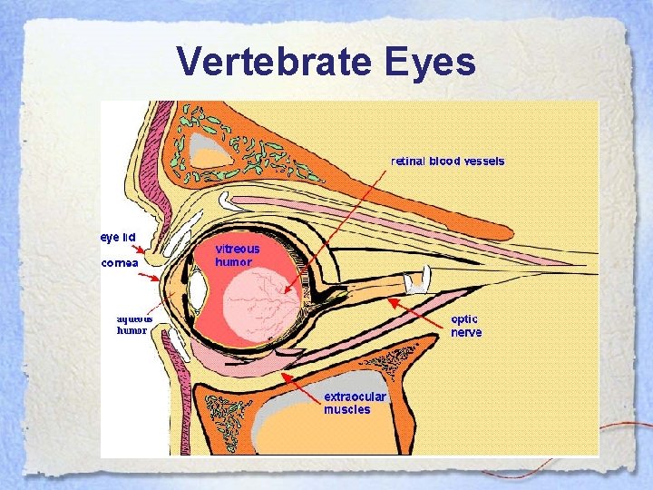 Vertebrate Eyes 