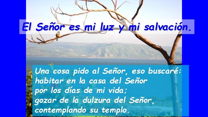 El Señor es mi luz y mi salvación. Una cosa pido al Señor, eso