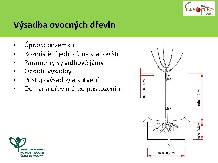 Výsadba ovocných dřevin • • • Úprava pozemku Rozmístění jedinců na stanovišti Parametry výsadbové