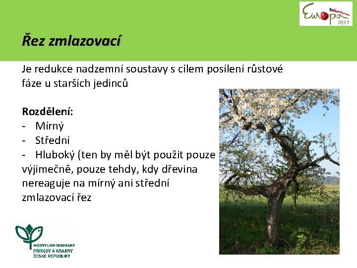 Řez zmlazovací Je redukce nadzemní soustavy s cílem posílení růstové fáze u starších jedinců