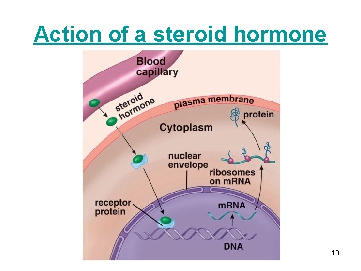 Action of a steroid hormone 10 