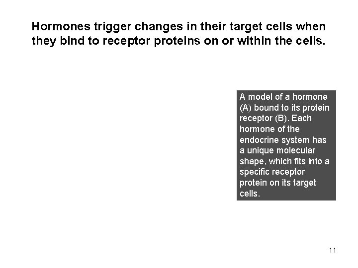 Hormones trigger changes in their target cells when they bind to receptor proteins on