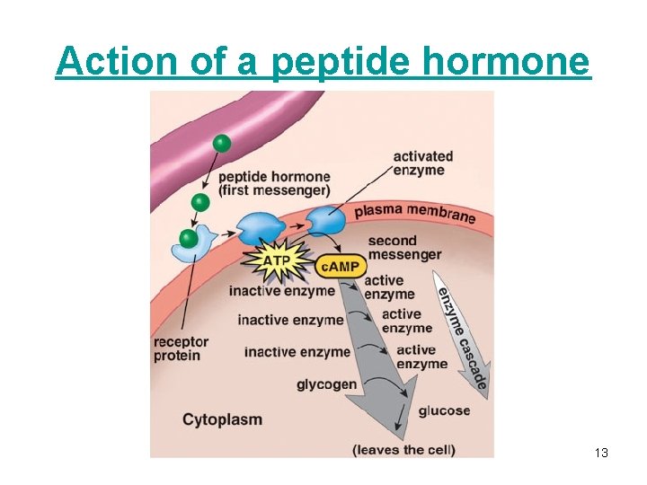 Action of a peptide hormone 13 