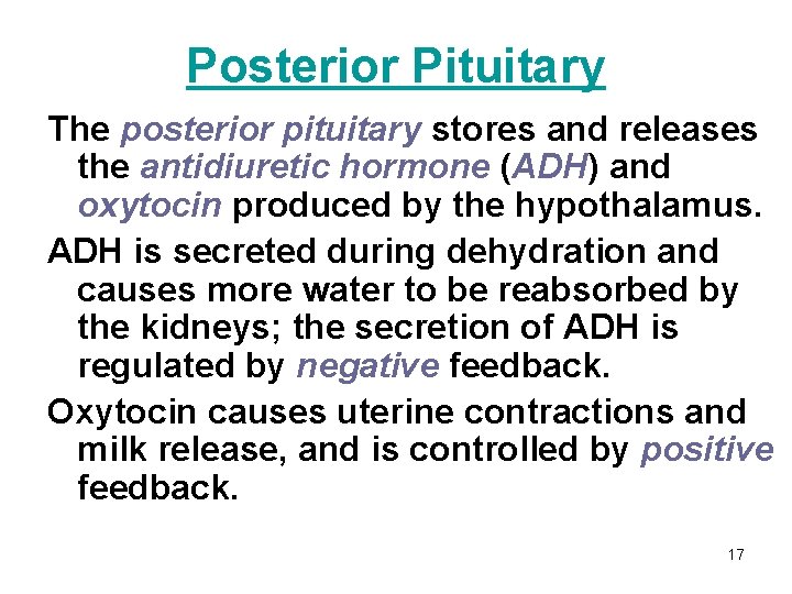 Posterior Pituitary The posterior pituitary stores and releases the antidiuretic hormone (ADH) and oxytocin