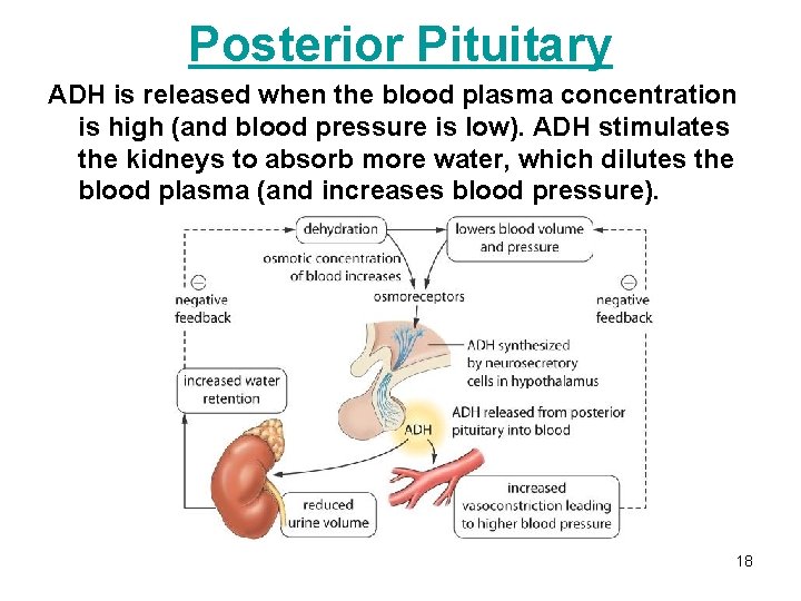 Posterior Pituitary ADH is released when the blood plasma concentration is high (and blood