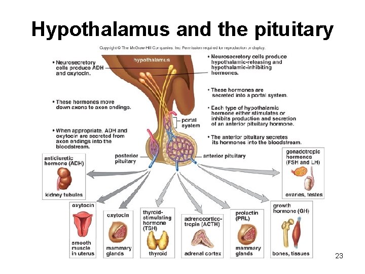 Hypothalamus and the pituitary 23 