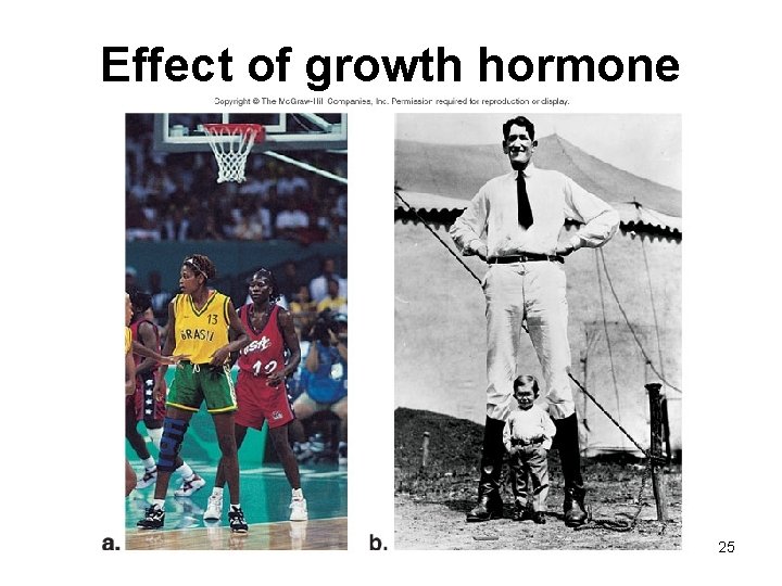 Effect of growth hormone 25 