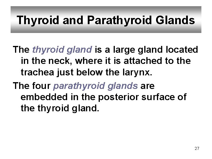 Thyroid and Parathyroid Glands The thyroid gland is a large gland located in the