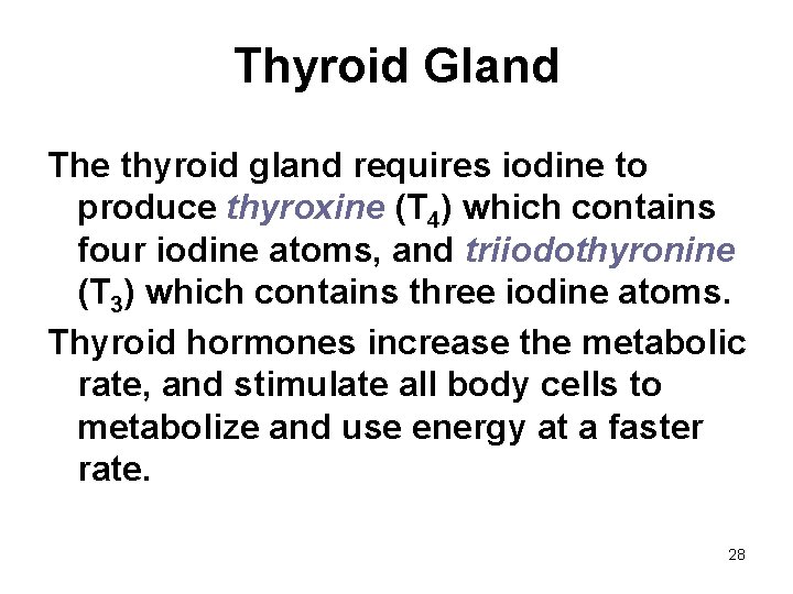 Thyroid Gland The thyroid gland requires iodine to produce thyroxine (T 4) which contains