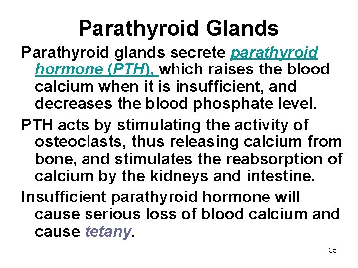 Parathyroid Glands Parathyroid glands secrete parathyroid hormone (PTH), which raises the blood calcium when