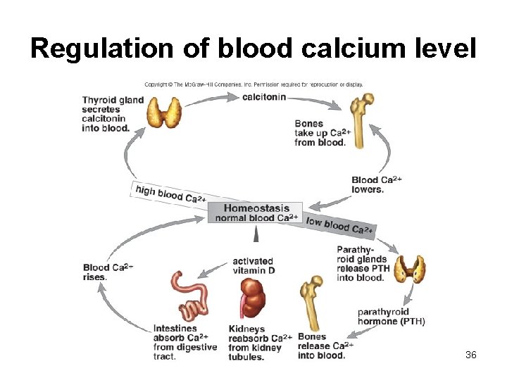 Regulation of blood calcium level 36 