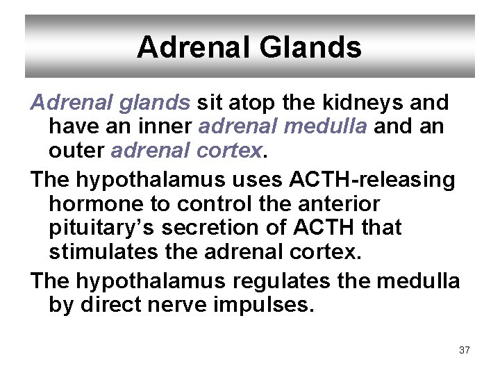 Adrenal Glands Adrenal glands sit atop the kidneys and have an inner adrenal medulla