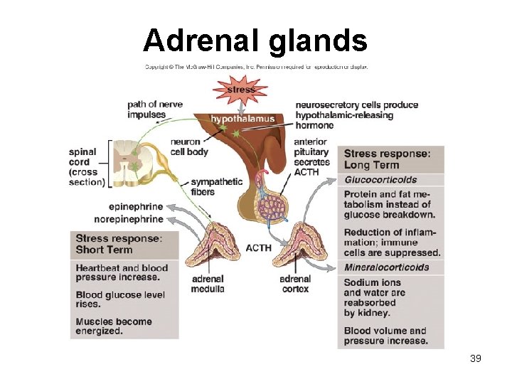 Adrenal glands 39 