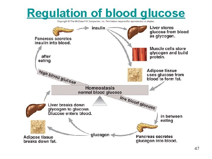 Regulation of blood glucose level 47 