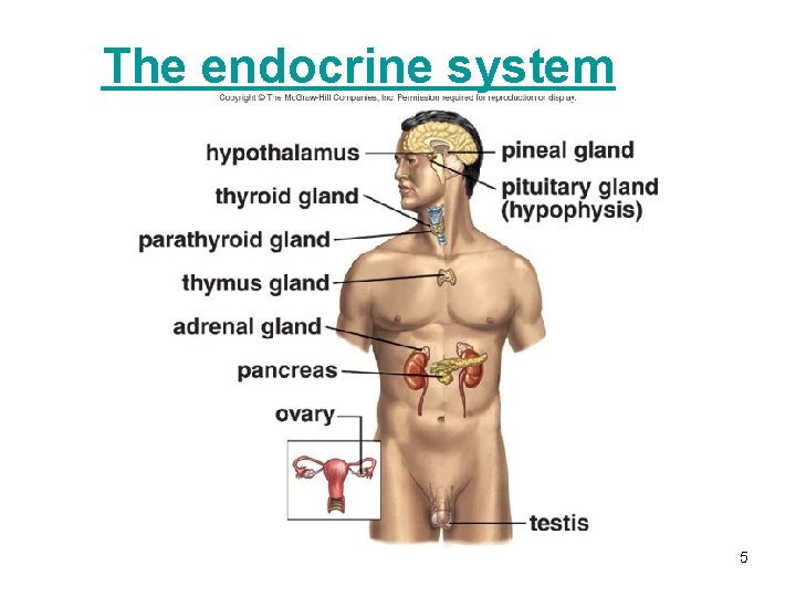 The endocrine system 5 