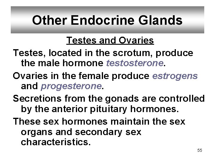 Other Endocrine Glands Testes and Ovaries Testes, located in the scrotum, produce the male